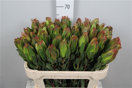 <h4>Leucadendron Laurel Yellow Spray 070cm</h4>