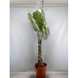 Pachira aquatica