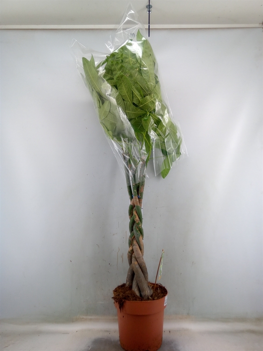 <h4>Pachira aquatica</h4>