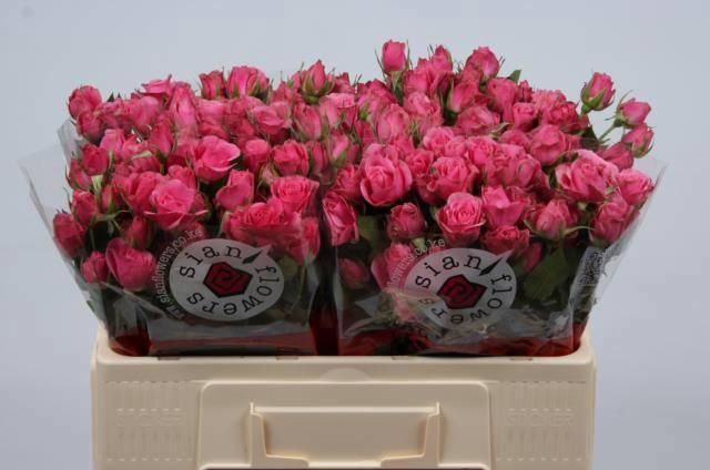 <h4>R TR EILEEN</h4>