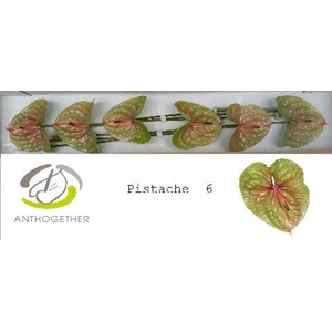 Anthurium andr. 'Pistache'