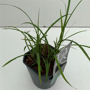 Graminées Miscanthus 'Ferner Osten'