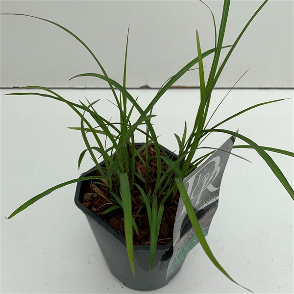<h4>Graminées Miscanthus 'Ferner Osten'</h4>