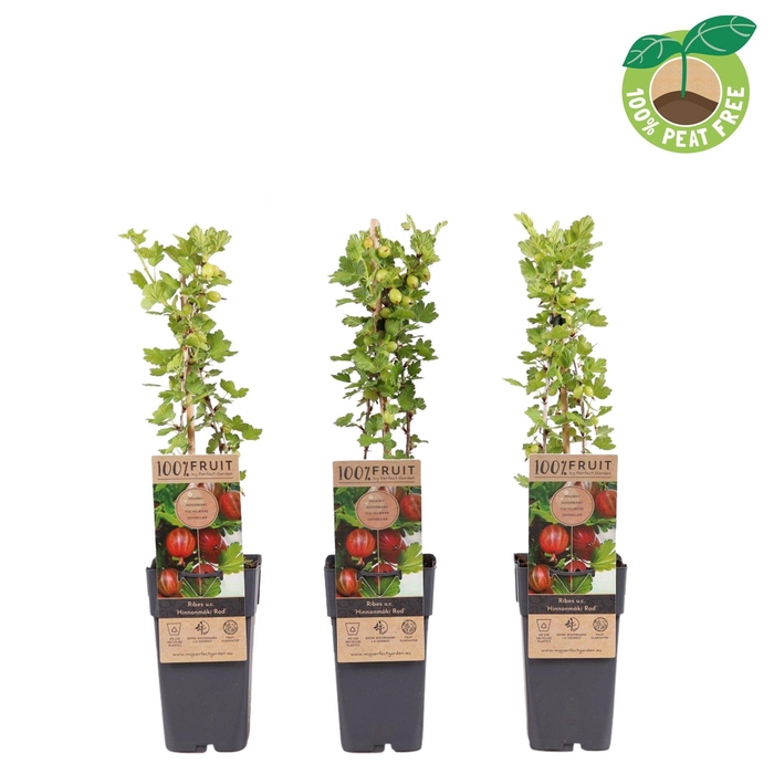 <h4>Ribes uva-crispa 'Hinnonmöki Röd', P15</h4>
