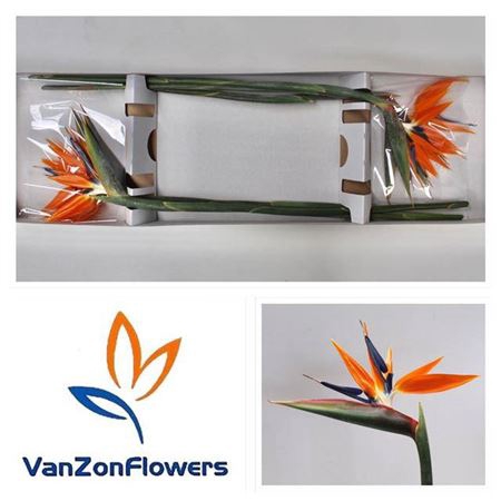 <h4>Strelitzia Bloem</h4>