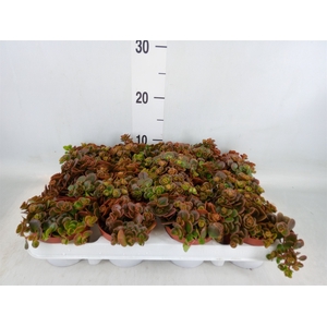 Sedum   ...