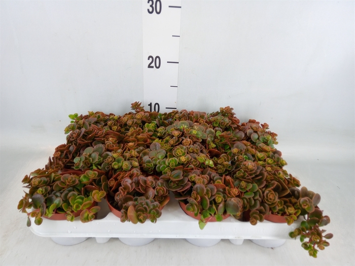 <h4>Sedum   ...</h4>