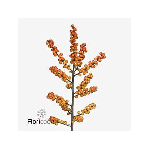 Ilex julia