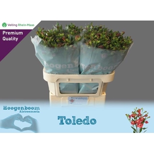 ALST FL TOLEDO