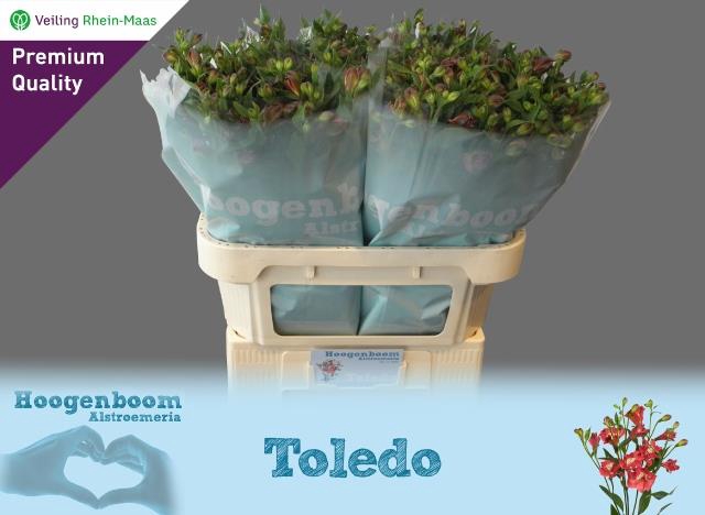 ALST FL TOLEDO
