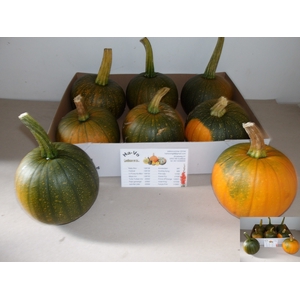 CUC MAXIMA HALLOWEEN