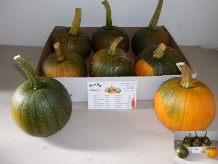 <h4>CUC MAXIMA HALLOWEEN</h4>