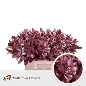 Ruscus   ...colored H%