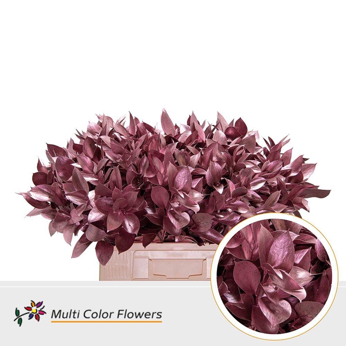 <h4>Ruscus   ...colored H%</h4>