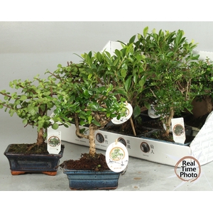 BONSAI GEM