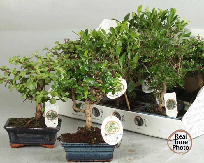 <h4>BONSAI GEM</h4>