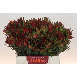 Leucadendron Blush Spray