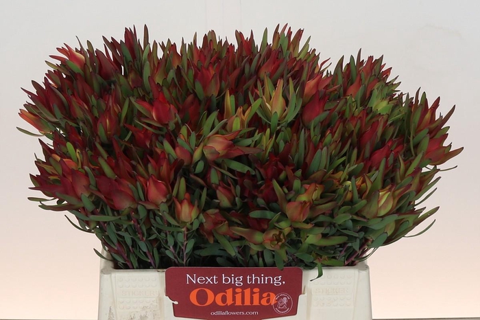 <h4>Leucadendron Blush Spray</h4>