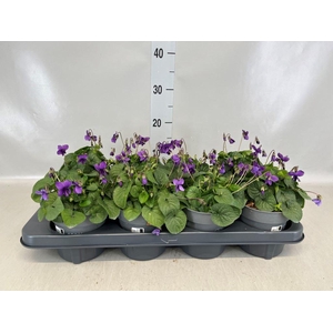 Viola odorata 'Koenigin Charlott'