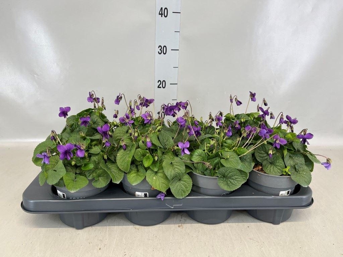 <h4>Viola odorata 'Koenigin Charlott'</h4>