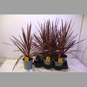 Cord Aus Red Star