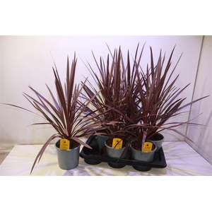 arr8 Cord Aus Red Star