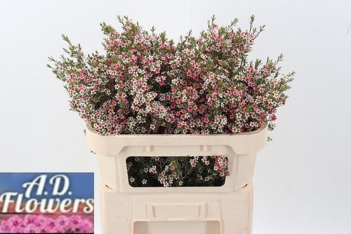 <h4>CHAME UN MY SWEET 16</h4>