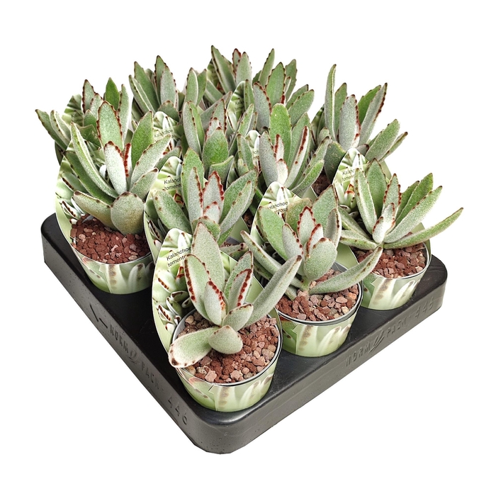 <h4>KALANCHOE TOMENTOSA</h4>
