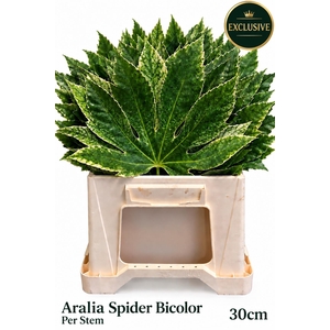 FATSIA JAPONICA BS