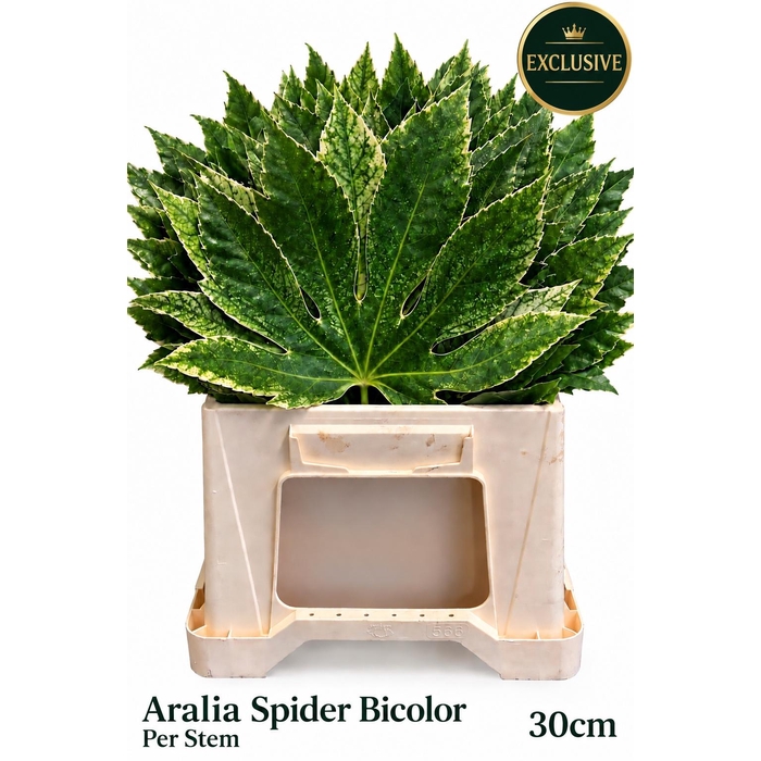 <h4>Fatsia Japonica Bs</h4>