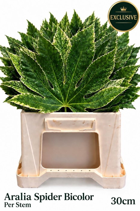 Fatsia Japonica Bs