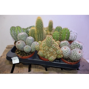 arr8 Cactus Gem