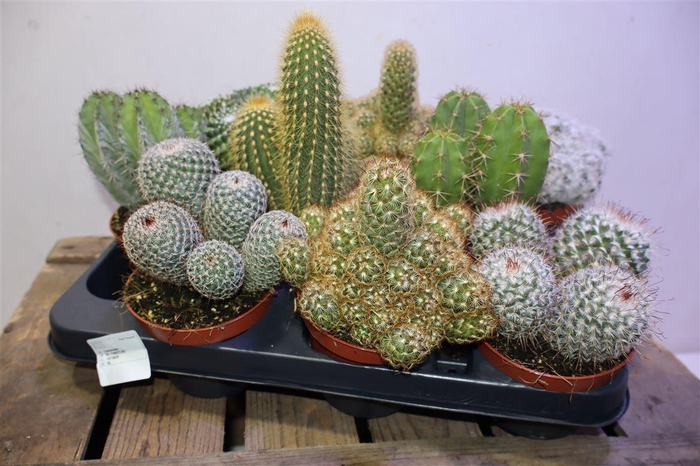 <h4>arr8 Cactus Gem</h4>