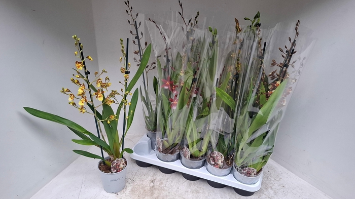 <h4>CAMBRIA GRP GEM</h4>