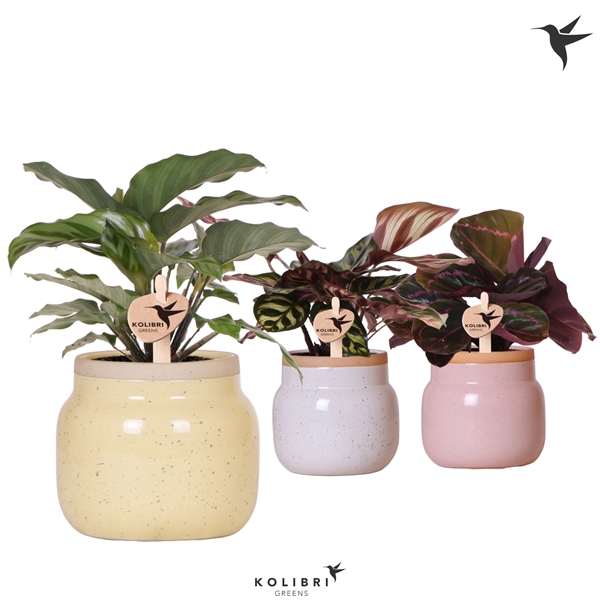 <h4>Kolibri Greens Calathea mix in Vintage Bowl pot mix</h4>