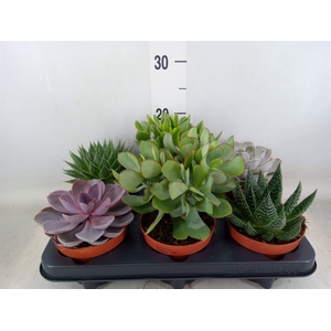 Succulents   ...mix 6