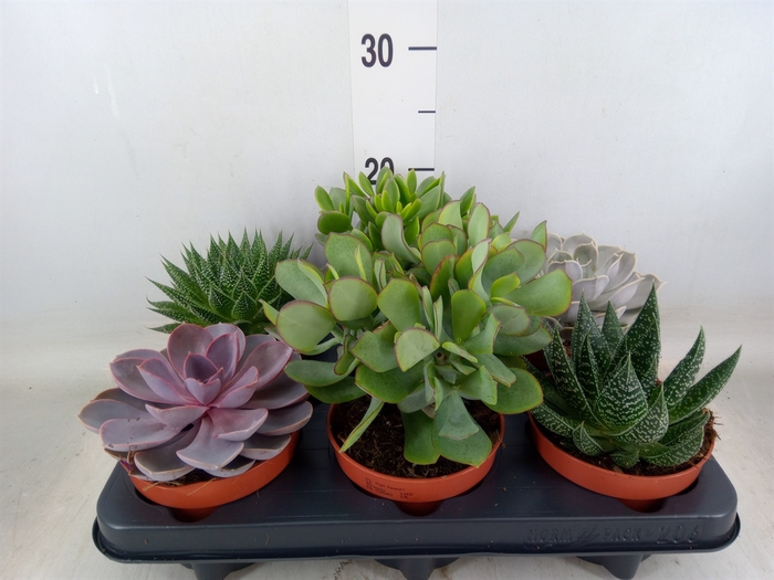 <h4>Succulents   ...mix 6</h4>