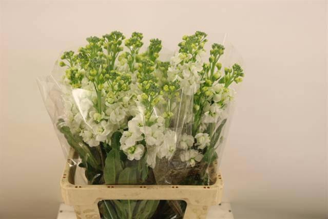 <h4>MATTH IRON WHITE</h4>