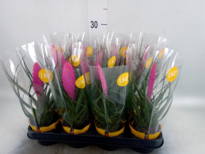 <h4>Tillandsia cyanea 'Vincent'</h4>