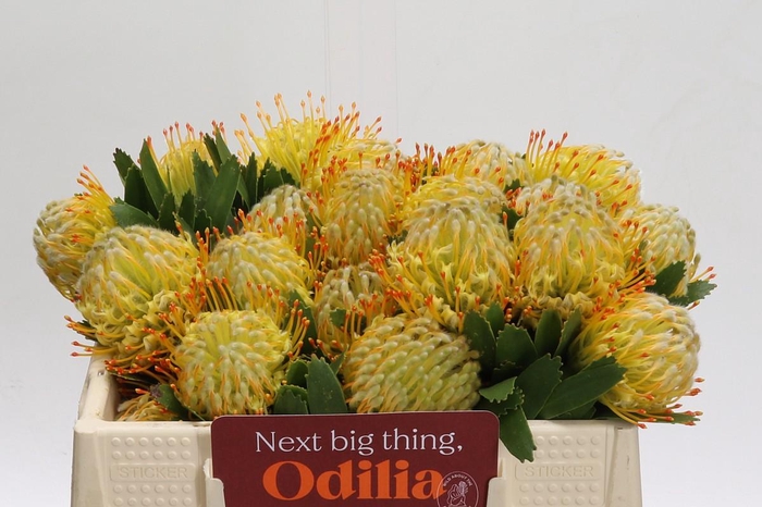 <h4>Nutans Cuneiforme</h4>