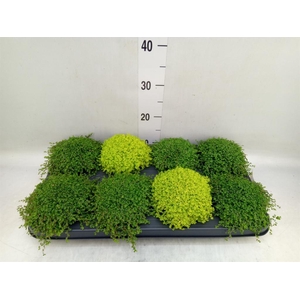 Soleirolia soleirolii   ...mix 2