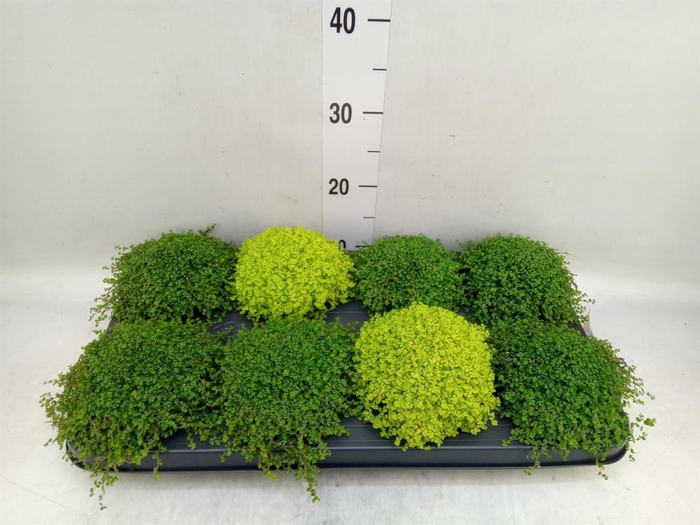 <h4>Soleirolia soleirolii   ...mix 2</h4>