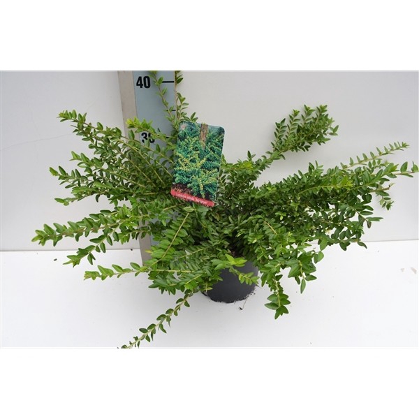 <h4>Lonicera nit. 'Maigrün' C2</h4>