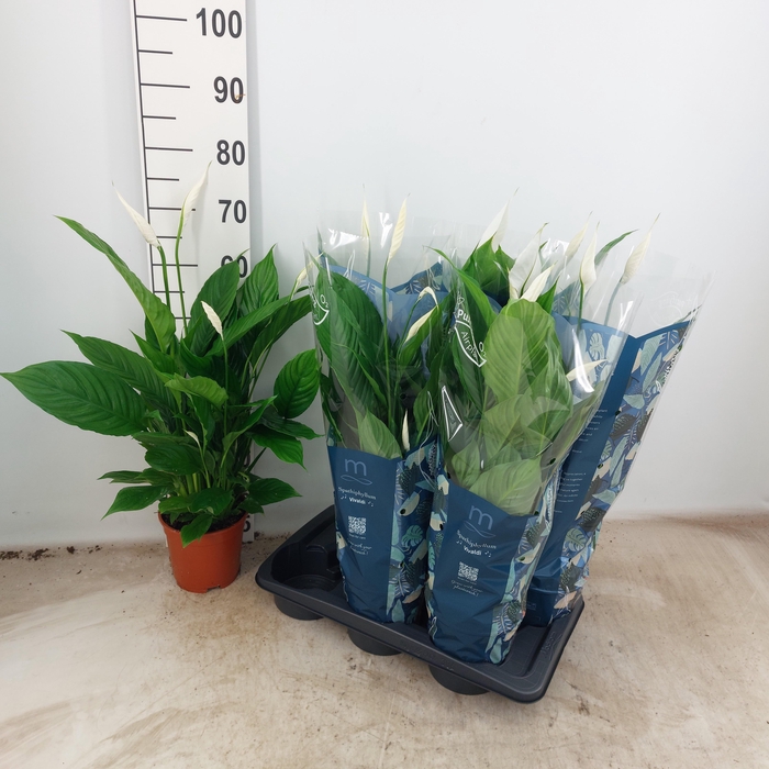 <h4>SPATH VIVALDI</h4>