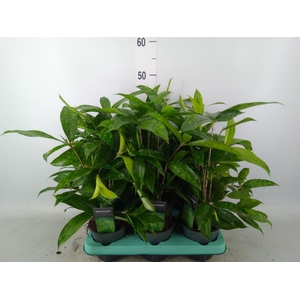 Dracaena surculosa