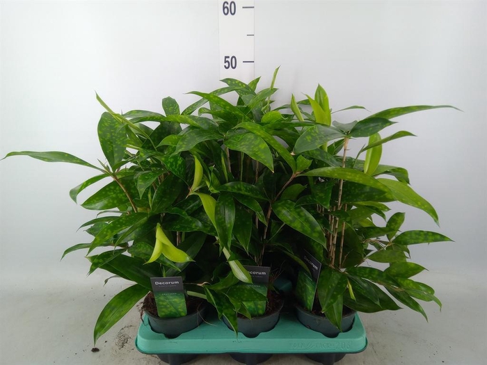 <h4>Dracaena surculosa</h4>