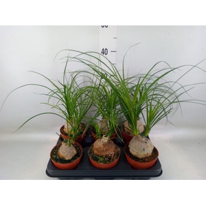 Nolina recurvata   ...