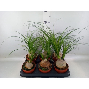 Nolina recurvata   ...