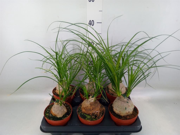 <h4>Nolina recurvata   ...</h4>