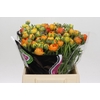 Ranunculus Elegance Orange
